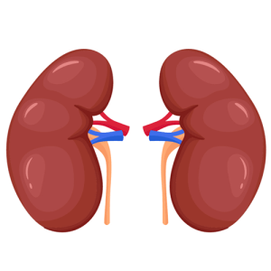 \"kidneys---parts-of-the-body---english-for-kids---lingokids\"